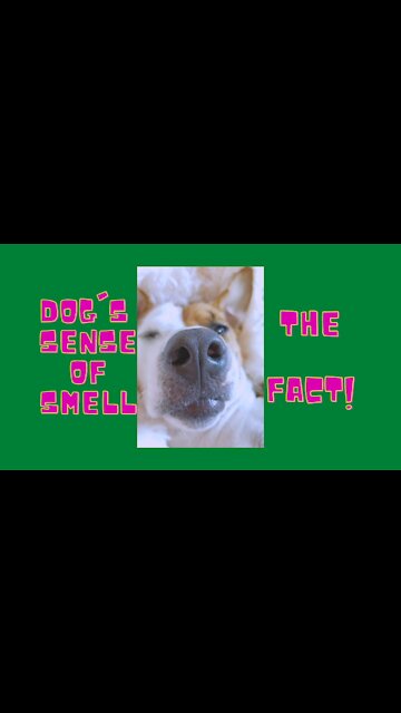 A Dog's Sense Of Smell - The FACT