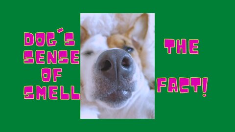 A Dog's Sense Of Smell - The FACT