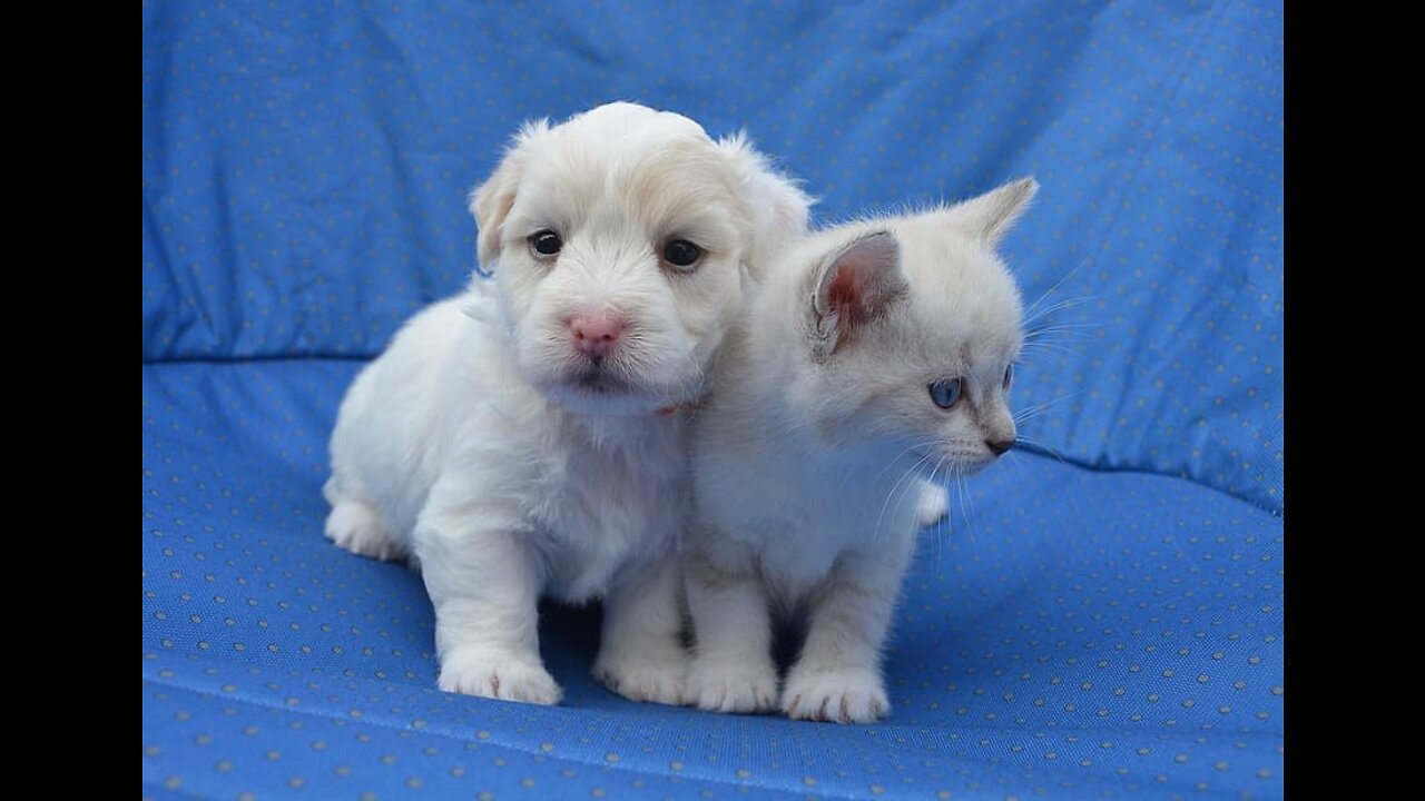 CUTE PUPPIES!!- 8 Weeks Old- Puppies vs Cat!