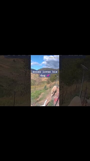 A goose loves his dog #maremma #geese #livestockguardiandog #freerange