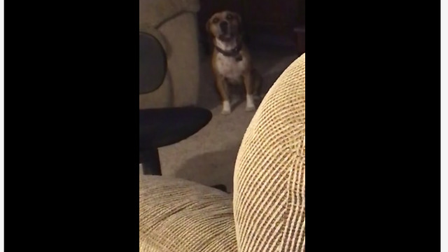 Check Out This Talented Dog Singing Along To A Piano