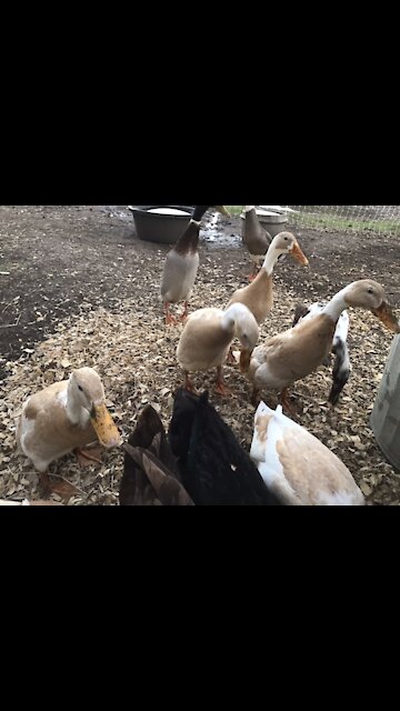 Preening duck flock, getting ready for bed