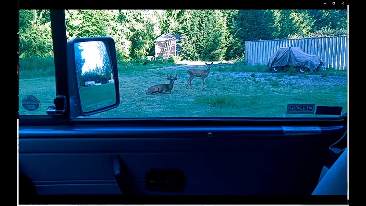 Deer in the backyard