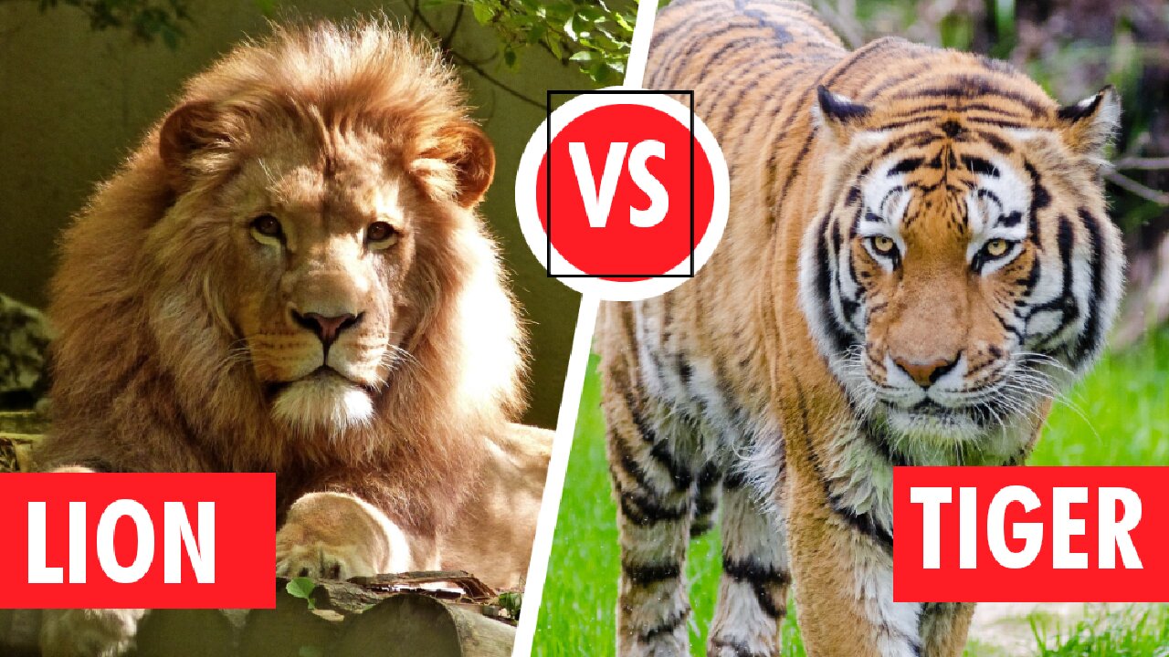 Lion vs Tiger: 5 moment Lion attack Tiger and others Jungle Giant.