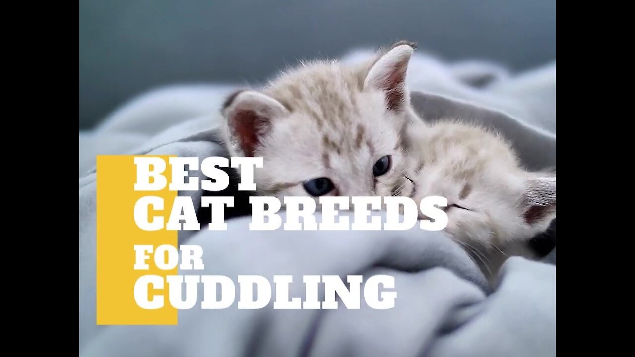 Best Cat Breeds For Cuddling | Cat Videos