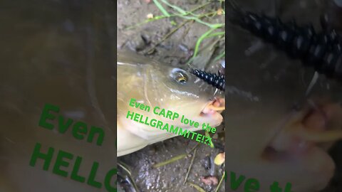 Carp on a Nikko Hellgrammite #carpfishing #carp #creek #creekfishing #nikko #indianafishing #indiana