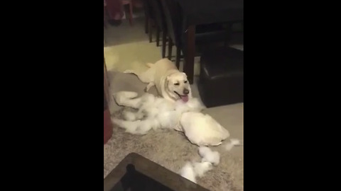 Naughty Labrador completely destroys owner's pillows