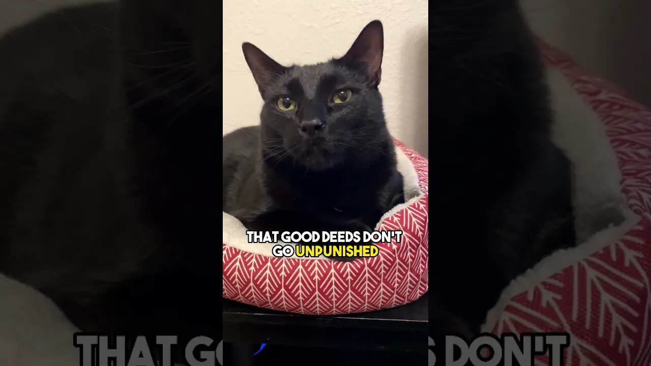 ❤️ #cat #blackcat #leonthecatdad #leontcd #relatable #relarionship #kitten #cute #positivity