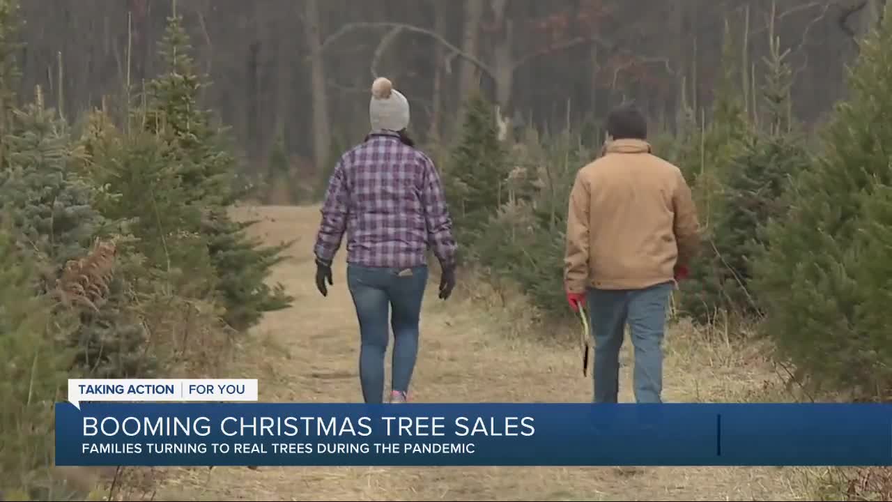 Michigan Christmas tree farms experiencing sales booms during pandemic