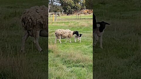 Farm Lamb Count: 🐑🐑