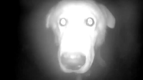 Dog’s reaction to camera surveillance.