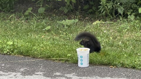 Squirrel trying to talk and work itself into it