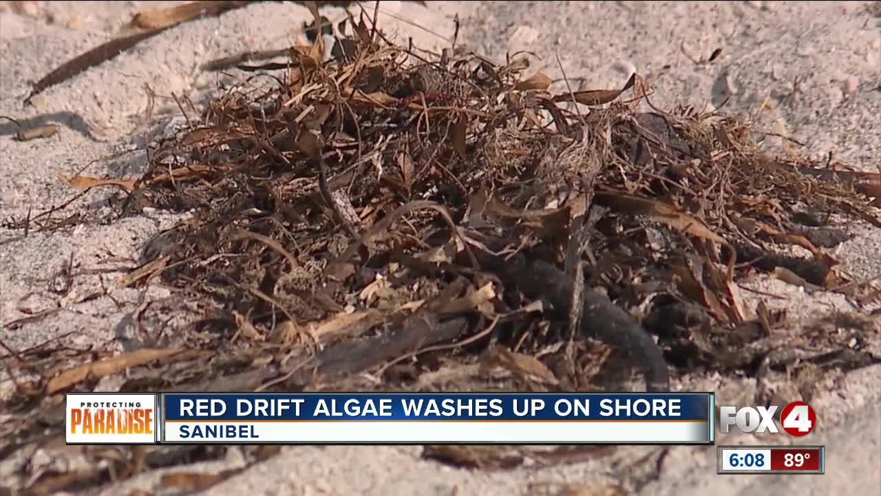 Red drift algae washes ashore after Dorian