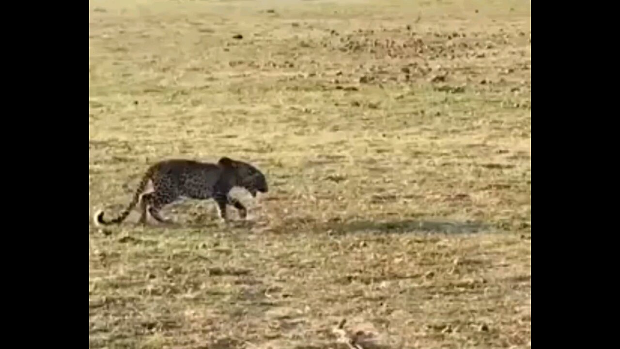 Leopard Vs Hyena