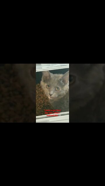 Naughty Rhonda Vincent stealing some food #cute