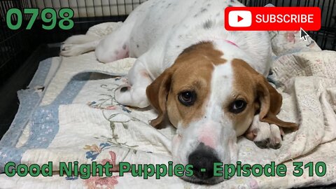 [0798] GOOD NIGHT PUPPIES - EPISODE 310 [#dogs #doggos #doggies #puppies #dogdaycare]