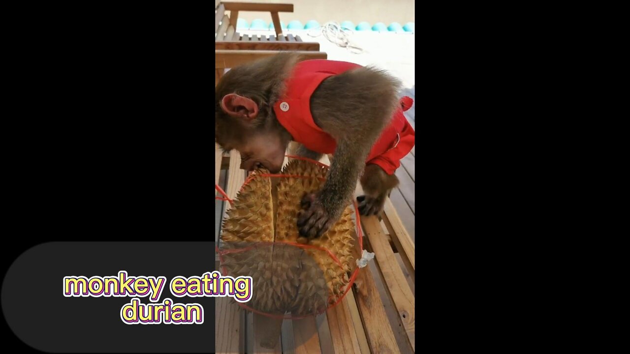 Wow, the little monkey looks so cute eating durian