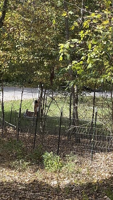 Cutting Down Limbs & Brush Off the Road #countryroads #tractor #johndeere #bushhog
