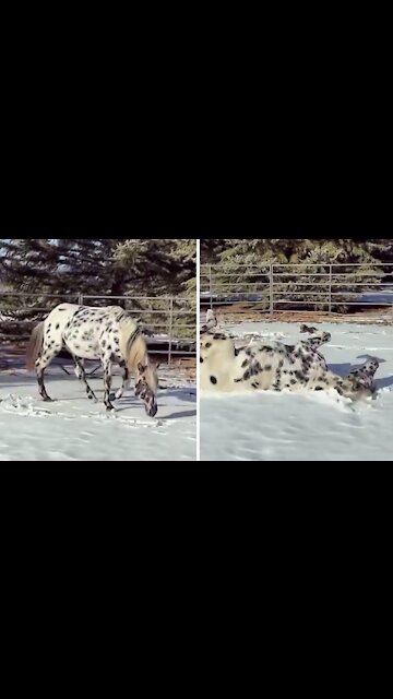 Winter-loving stallion caught on camera making snow angels