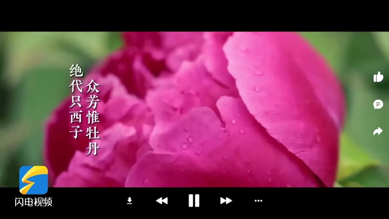 Poetry spreads! Entering "Heze Peony" from Ancient Poetry