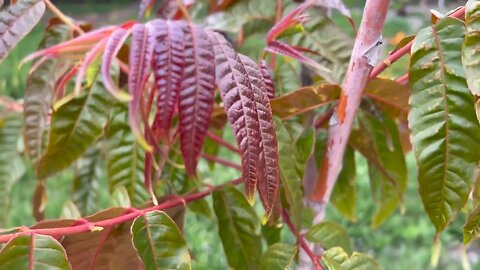 Plants in the backyard in the evening.