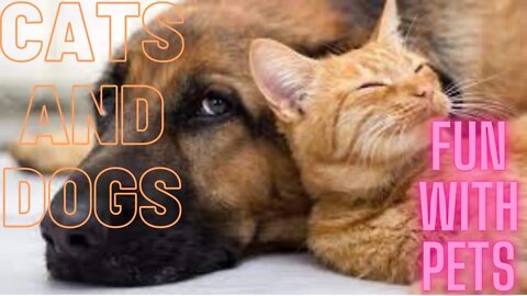 Top Funny Cat pets dog Videos Of The Week || Try Not To Laugh