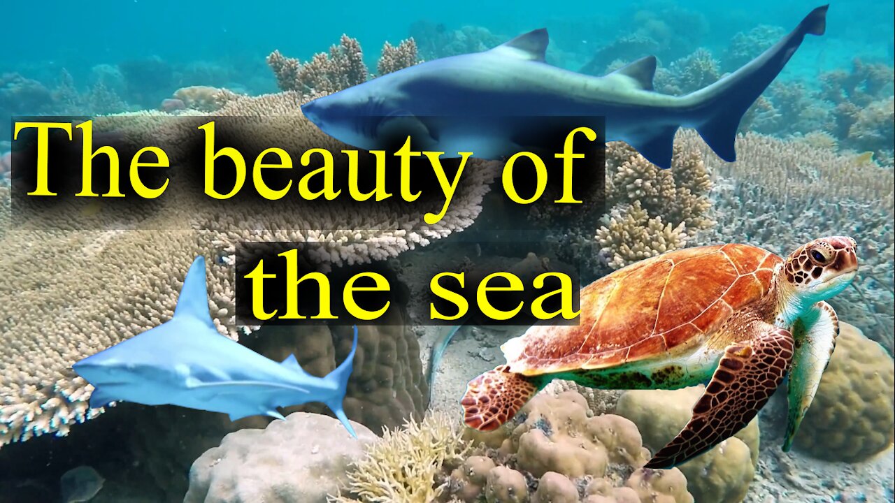 The beauty of the sea | Under the sea | Sea