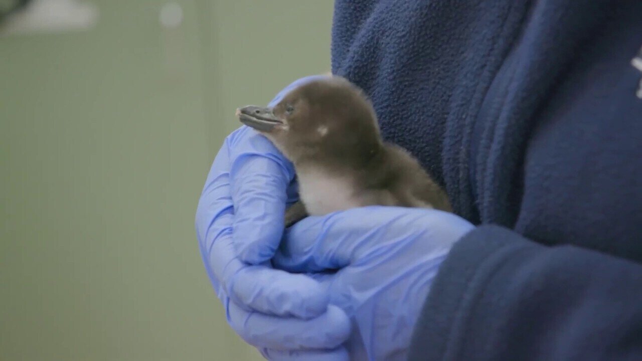 Zoo Welcomes Six Baby Penguins After They Needed Treatment Post-Birth