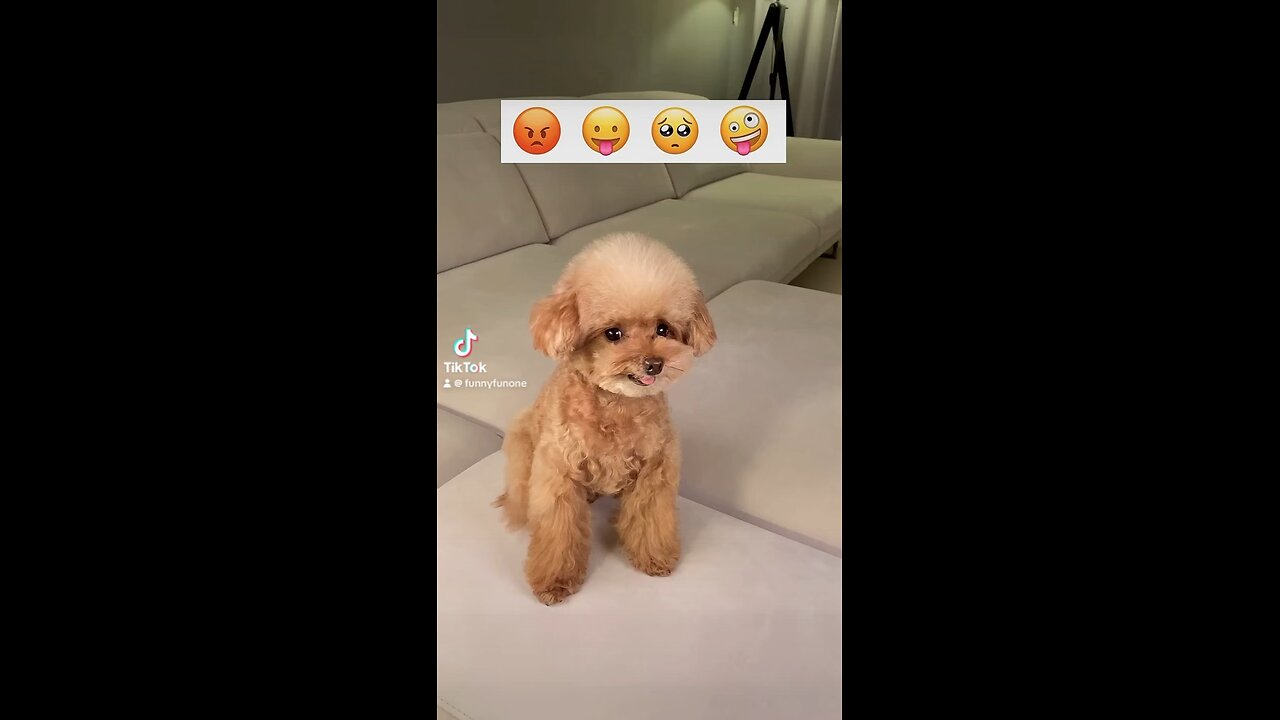 Funny animals dog