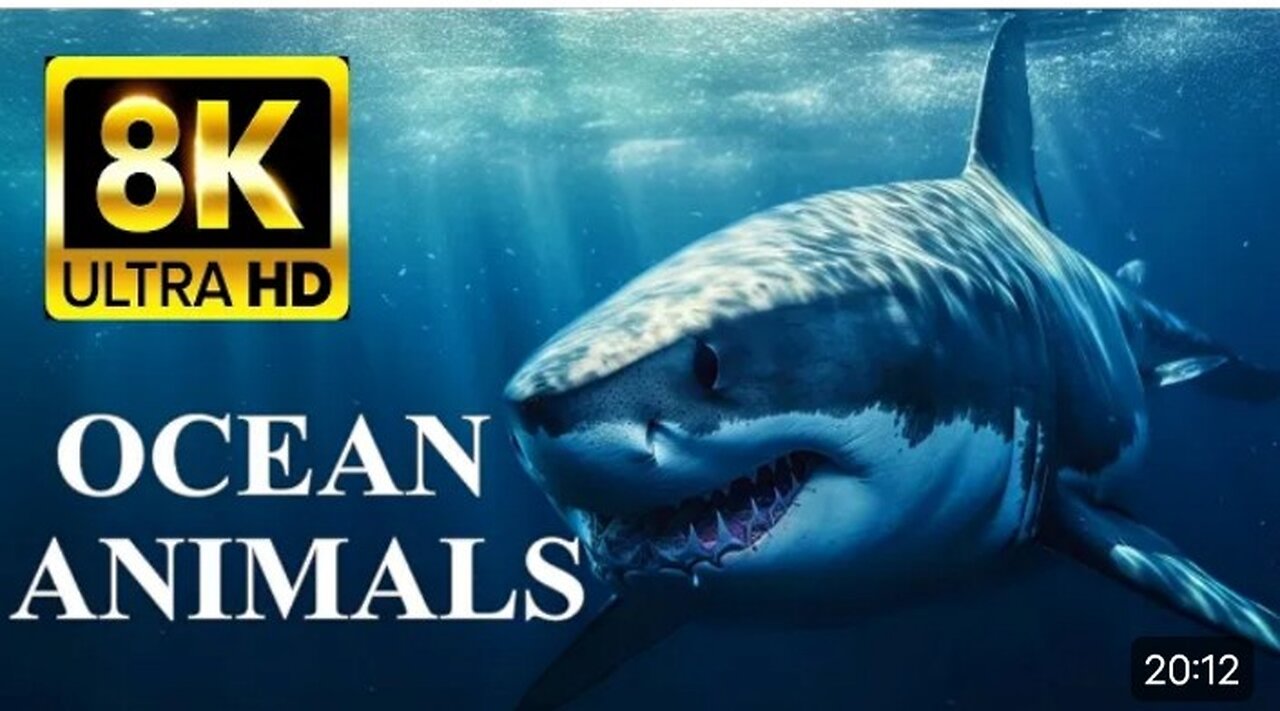 OCEAN ANIMALS 8K Ultra HD - Sea Life and Coral Reef