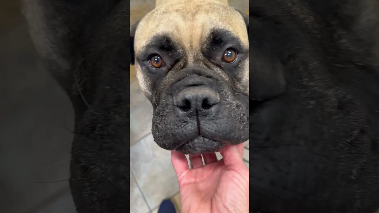 At the vet with one of my girls. #bullmastiff #puppy #bullmastiffpuppy