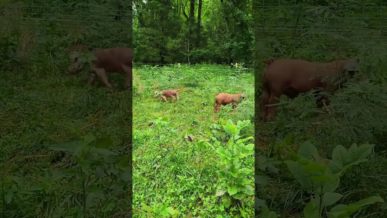 Cute Hereford Piglets Grazing @UncleTimsFarm #kärnəvór #carnivore #shorts #hereford #freerangepigs