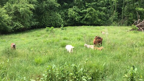 Goats grazing with Babies