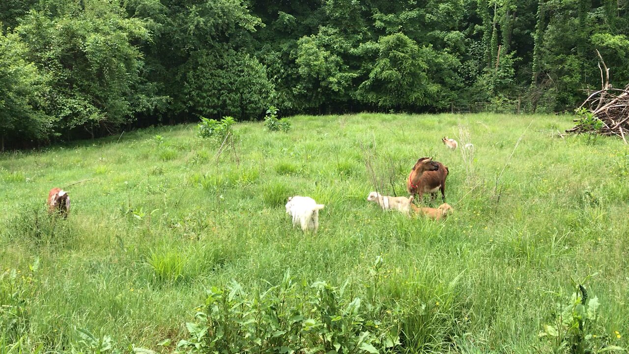 Goats grazing with Babies