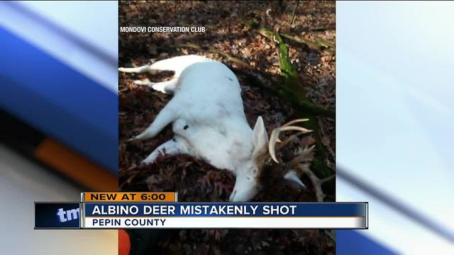 Albino deer mistakenly shot