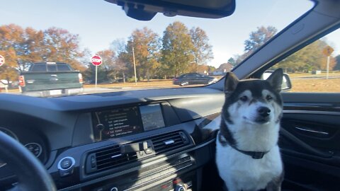Reese In The Car