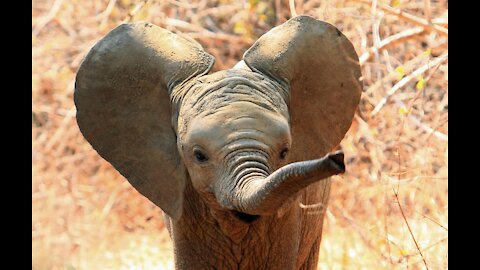 Elephant Babies Playing In The Mud