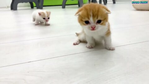 Kitten Willie teaches his sister to run