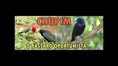 Chupim o pássaro parasita