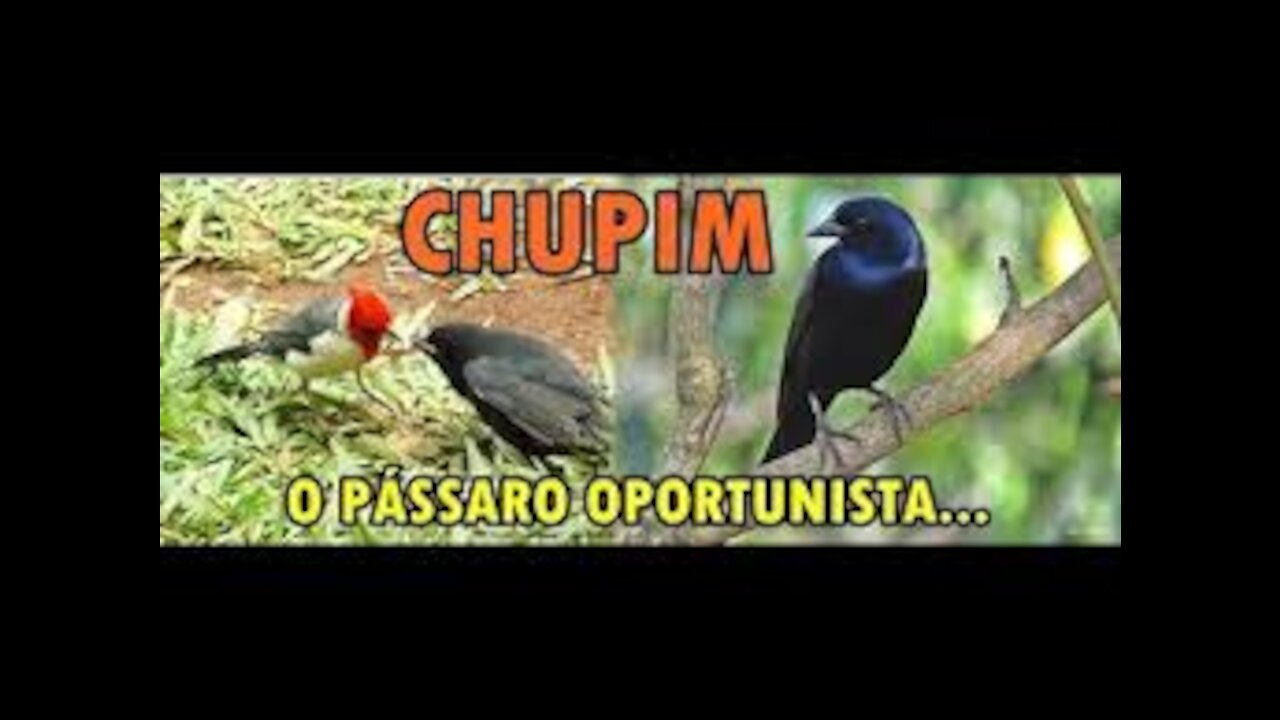 Chupim o pássaro parasita