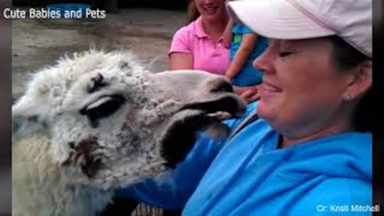 Funny Different Animals Chasing and Scaring People