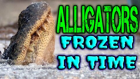 ALLIGATORS Frozen ALIVE!