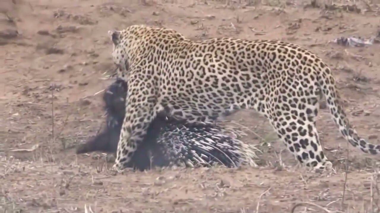 Lion and Leopard Hunting Porcupine