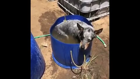 Bath Time on Venus Ranch