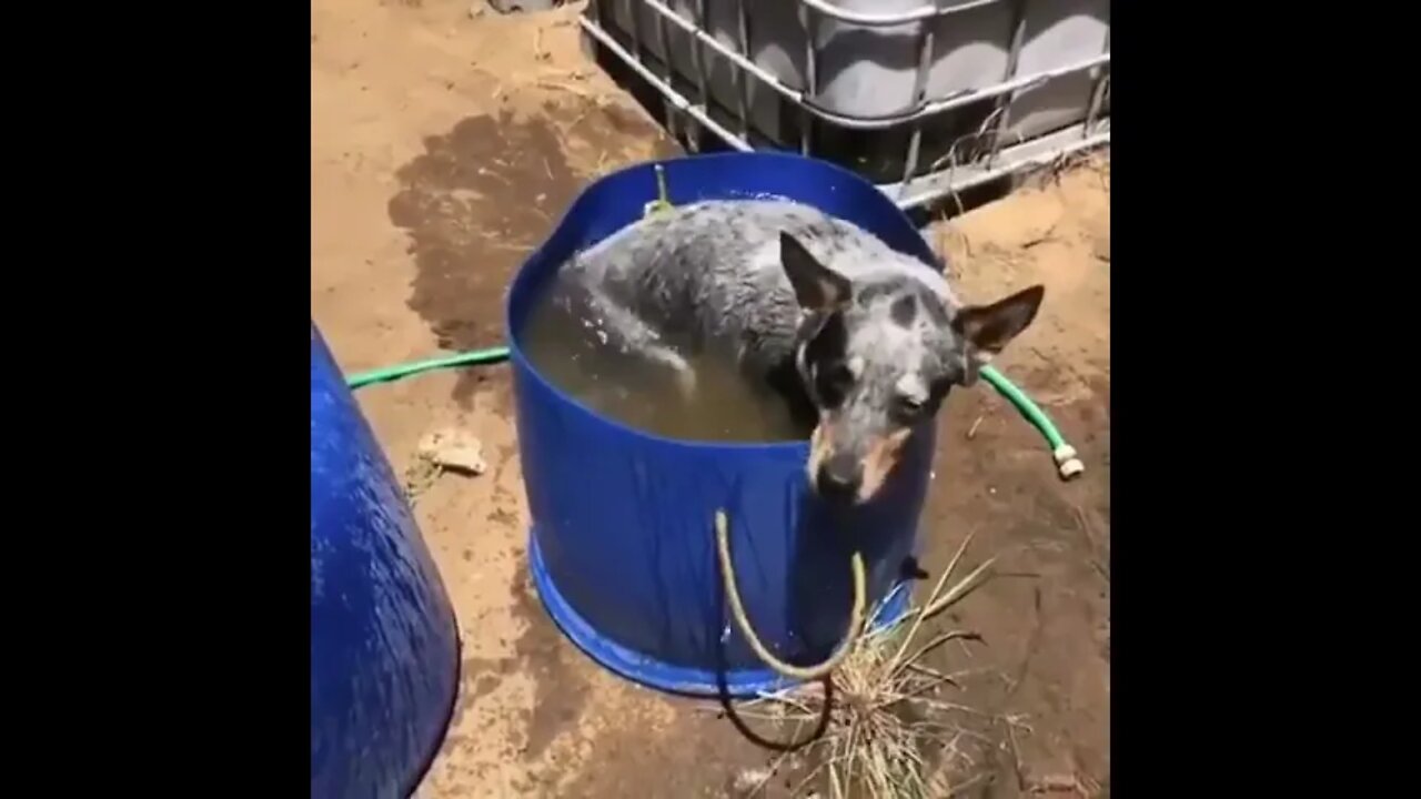 Bath Time on Venus Ranch