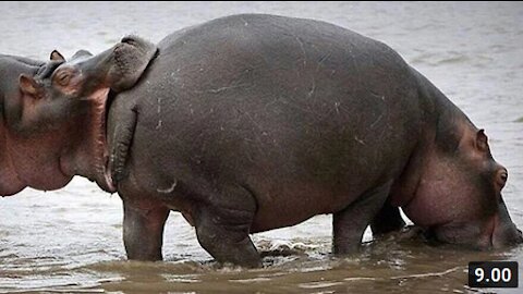 LOOK AT THAT HIPPO!!!!