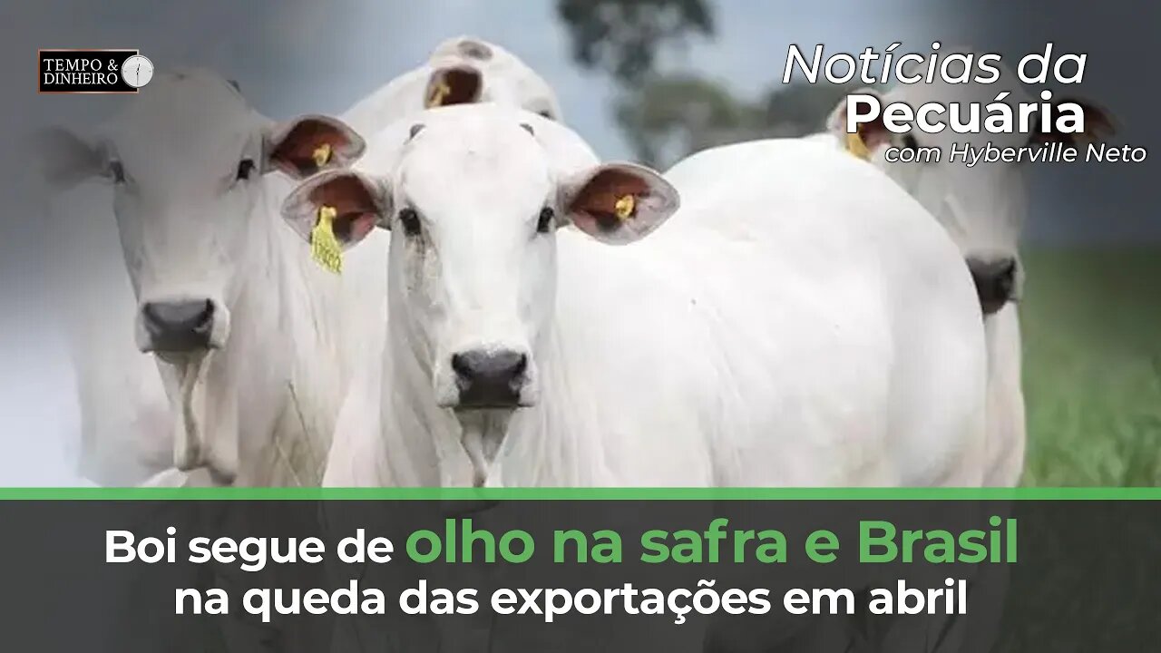 Boi segue de olho na safra e Brasil na queda das exportações em abril