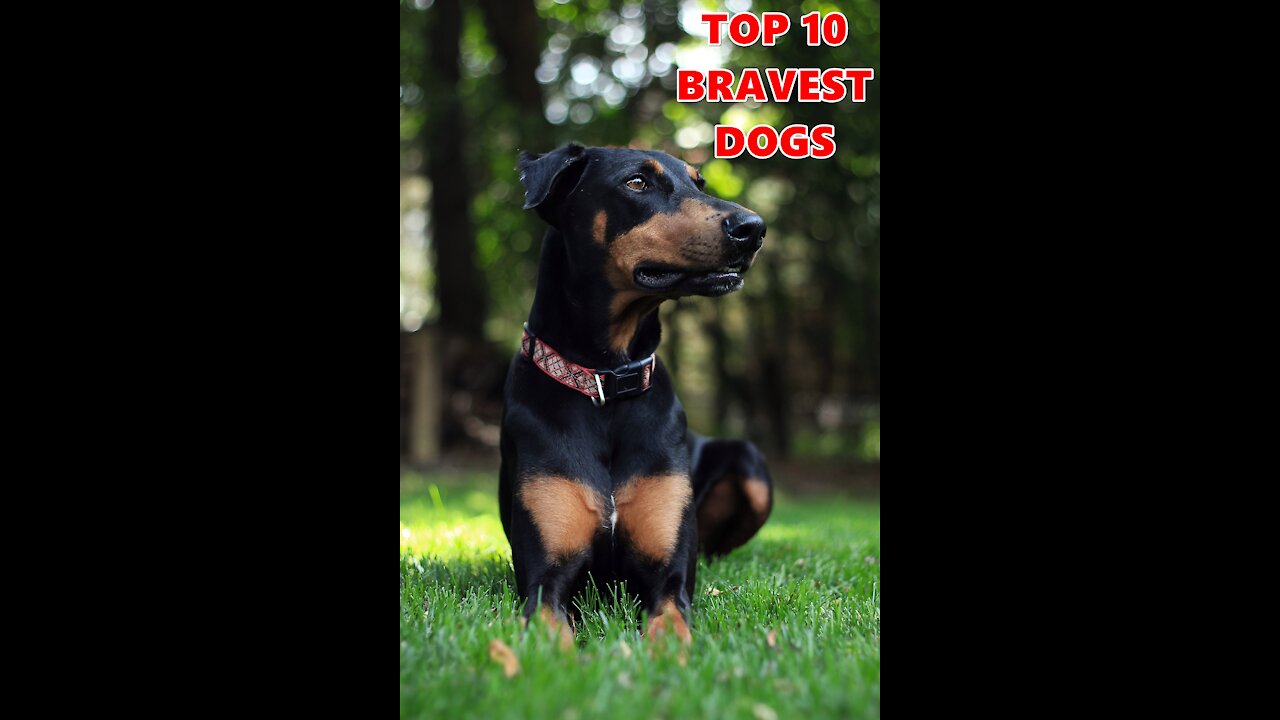 Bravest Dogs - TOP 10 Bravest Dog Breeds In The World