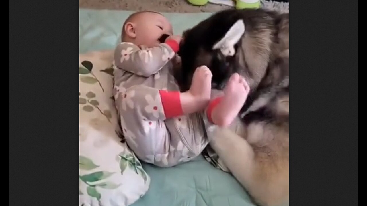 This Husky Is A Great Babysitter