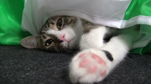 Kitten Fell asleep in Cat Tunnel